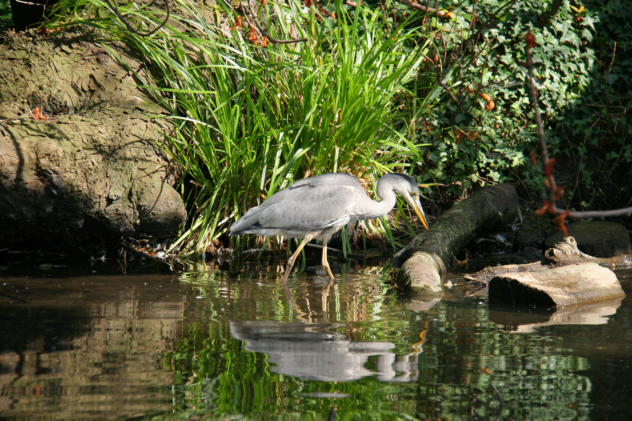 grey heron scaled
